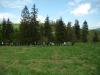 small_p5110979_sadzeniedrzew2010_t1.jpg